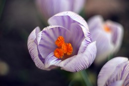 Tulip / ***