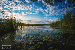 Sunset in the swamp / ***