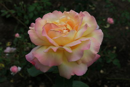 Tenderness / ***