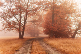 Autumn road / ***