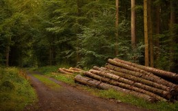 on forest roads / ***