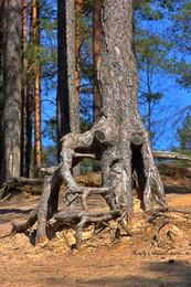 Owner of the forest / ***