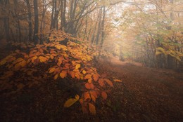 Autumn mists / ***