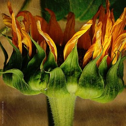 burn. Zvoz 2018 / music: Yves Montand-Sous le CIEL de Paris
https://www.youtube.com/watch?v=ceFxrmQhRAg