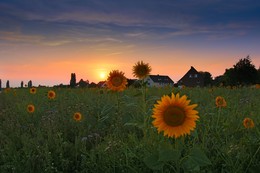 Evening Light / Sunflower in the Evening Light
