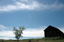 Poplar fluff. / ***