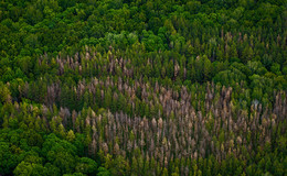 Wood ... / ***