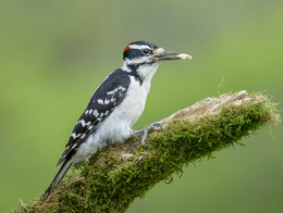 Hairy woodpecker (male) / ***