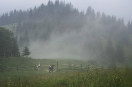 to pasture / ***
