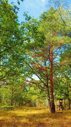 &nbsp; / Es ist noch Sommer, der Wald sieht aber schon nach Herbst aus. Der Grund ist die unglaubliche Trockenheit in diesem Jahr. Der Wald versucht sich zu schützen.