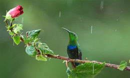 Green-throated Carib / ***
