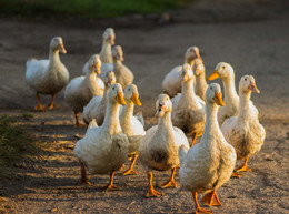 Autumn Marathon / ***