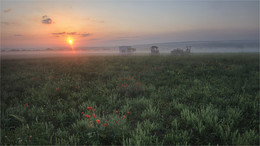In the field / ***