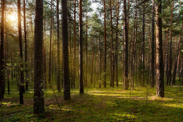 Morning in a pine forest / ***