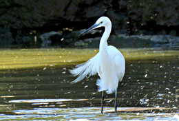 Egret / ***