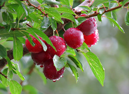 After the rain / ***