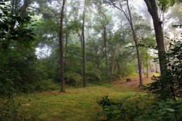 Morning in the forest / ***
