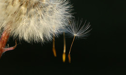 dandelion. / ***
