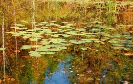 Reflection of autumn / ***