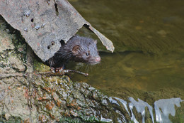 Under the roof of his house / ***