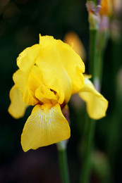 Irises / ***