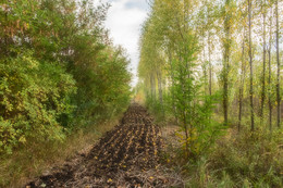About autumn ... / ***
