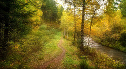 A forest path / ***