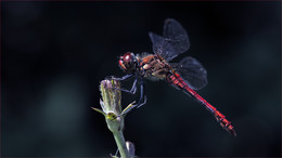 Grasshopper dragonfly / ...