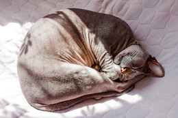 Sweet Dream. / ***