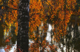 Autumn / ***