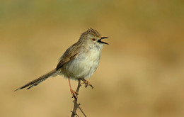 Bird singing / ***