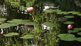 Lilies / ***