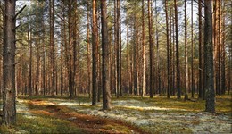 Morning in a pine forest ... / ***