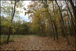 in the autumn forest / ***