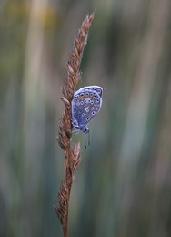 Copper-butterfly / ***