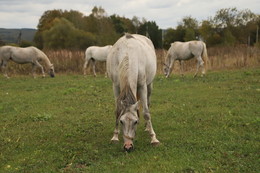 Meadow / ***