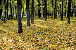 Autumn colors of nature. / ***