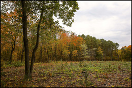 in the autumn forest / ***
