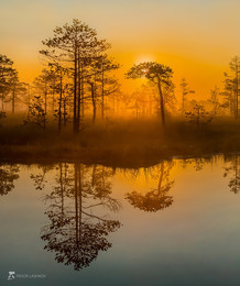 Reflection / ***