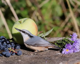 Nuthatch / ***