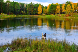 Autumn colors of nature. / ***
