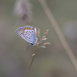 Copper-butterfly / ***