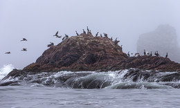 On the island ... / ***