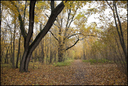 in the autumn forest / ***