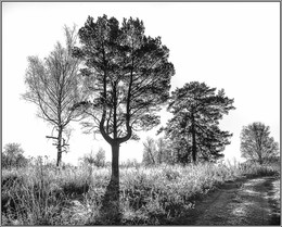 Graphics Autumn / ***