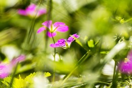 In the grass / ***