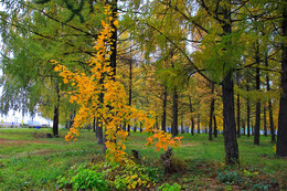 Autumn colors of nature. / ***