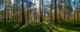 Morning in a pine forest / ***