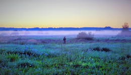 Purple haze / ***
