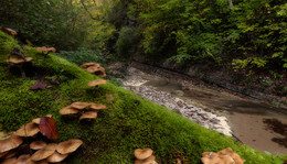 Mushroom time to / ***